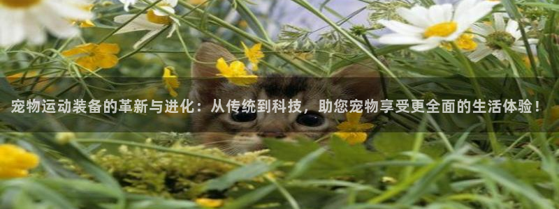 凯捷体育平台注册要钱吗：宠物运动装备的革新与进化：从